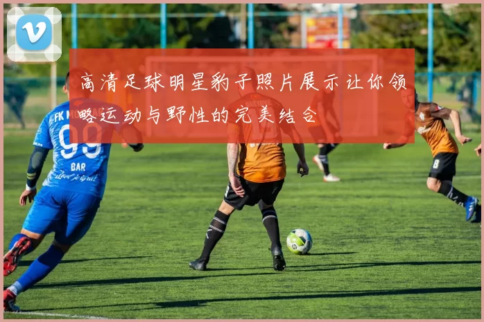 高清足球明星豹子照片展示让你领略运动与野性的完美结合
