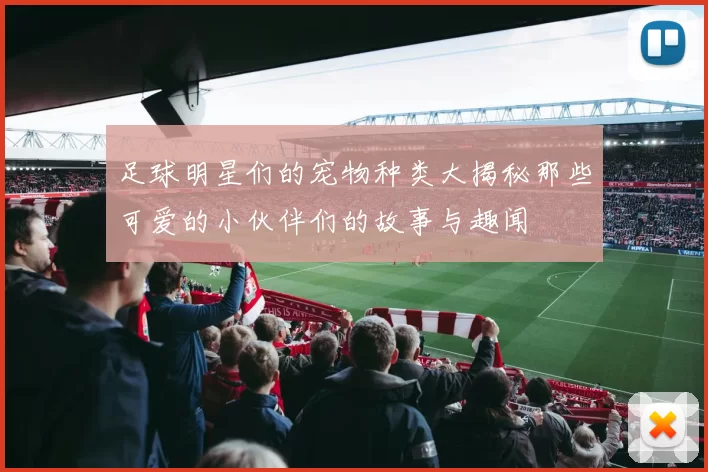 足球明星们的宠物种类大揭秘那些可爱的小伙伴们的故事与趣闻